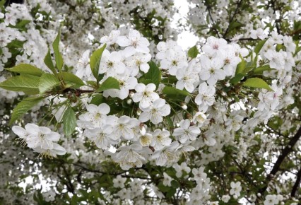 Как обеспечить вишне рекордный урожай: советы по весенней подкормке