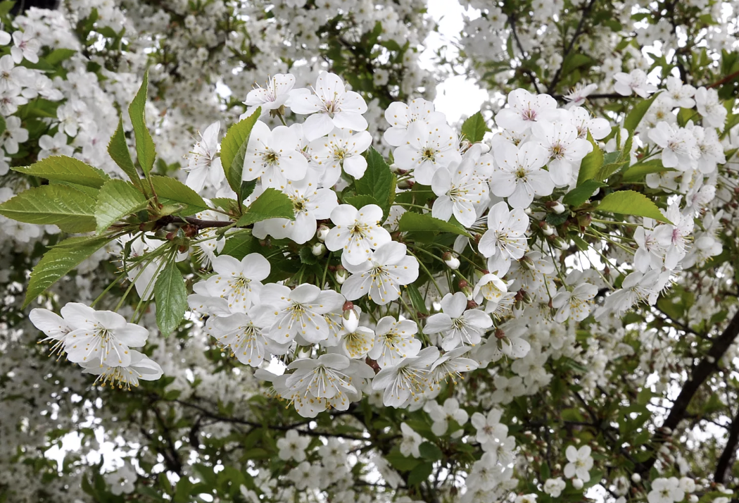 Как обеспечить вишне рекордный урожай: советы по весенней подкормке