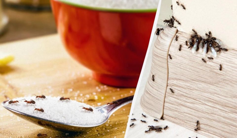 ��� ����� �������� �������� �������� �� ���� ����