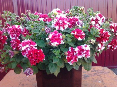 �������� �������: �������� ������� ������ ����