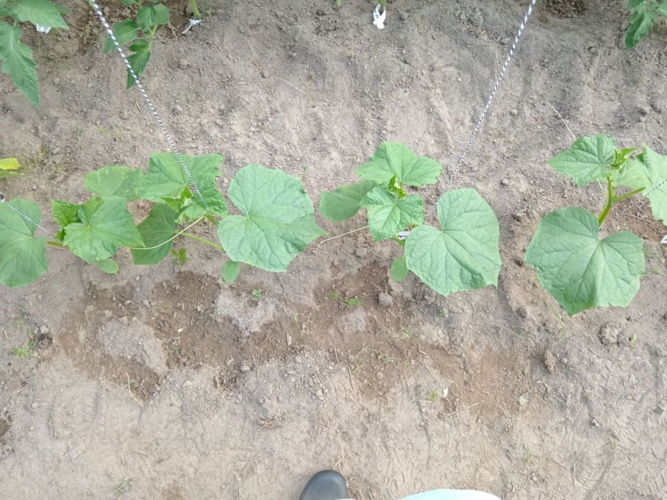 ��� ���������� ���� ��������: ������� �������� ������� � ����