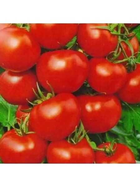 ����� �������� �����: ��� �������� ������ ������ ������� ������