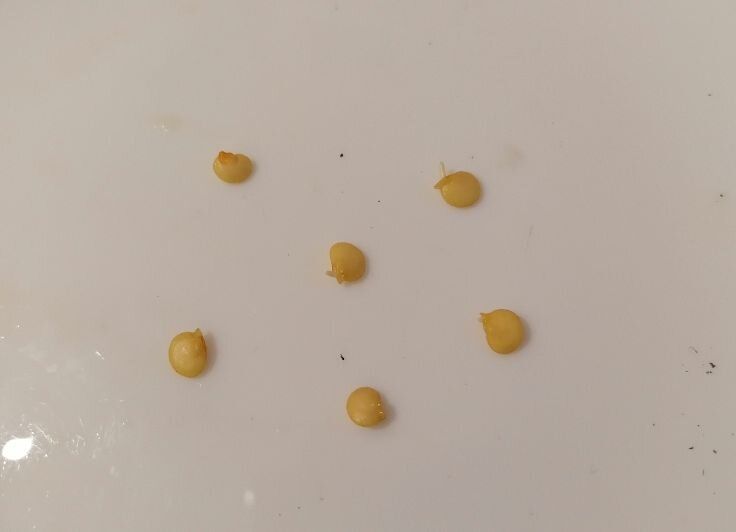 ������������� ������� ��� ��������� ����������� ����� � ����������� ������� ����������