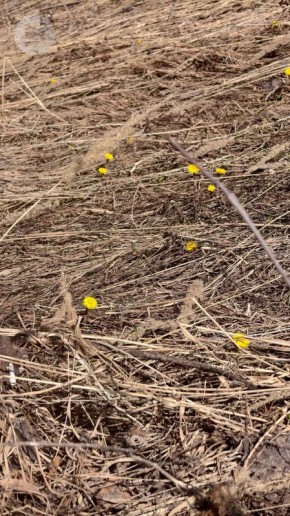 ������ ������� ����� �������