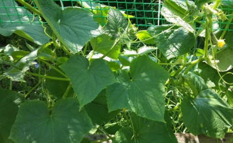 ����������� ������ ��������� ������� ��� �������� ������