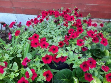 Ампельные петунии: секреты выбора лучших сортов для вашего сада