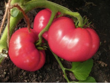 Томаты, которые покорят ваш сад: лучшие сорта и гибриды