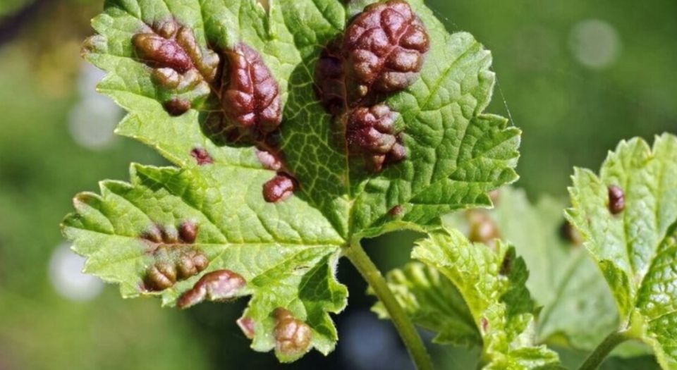 ��� ���������� �� �������� ��� �� ���������: ����������� ������ ��� �����