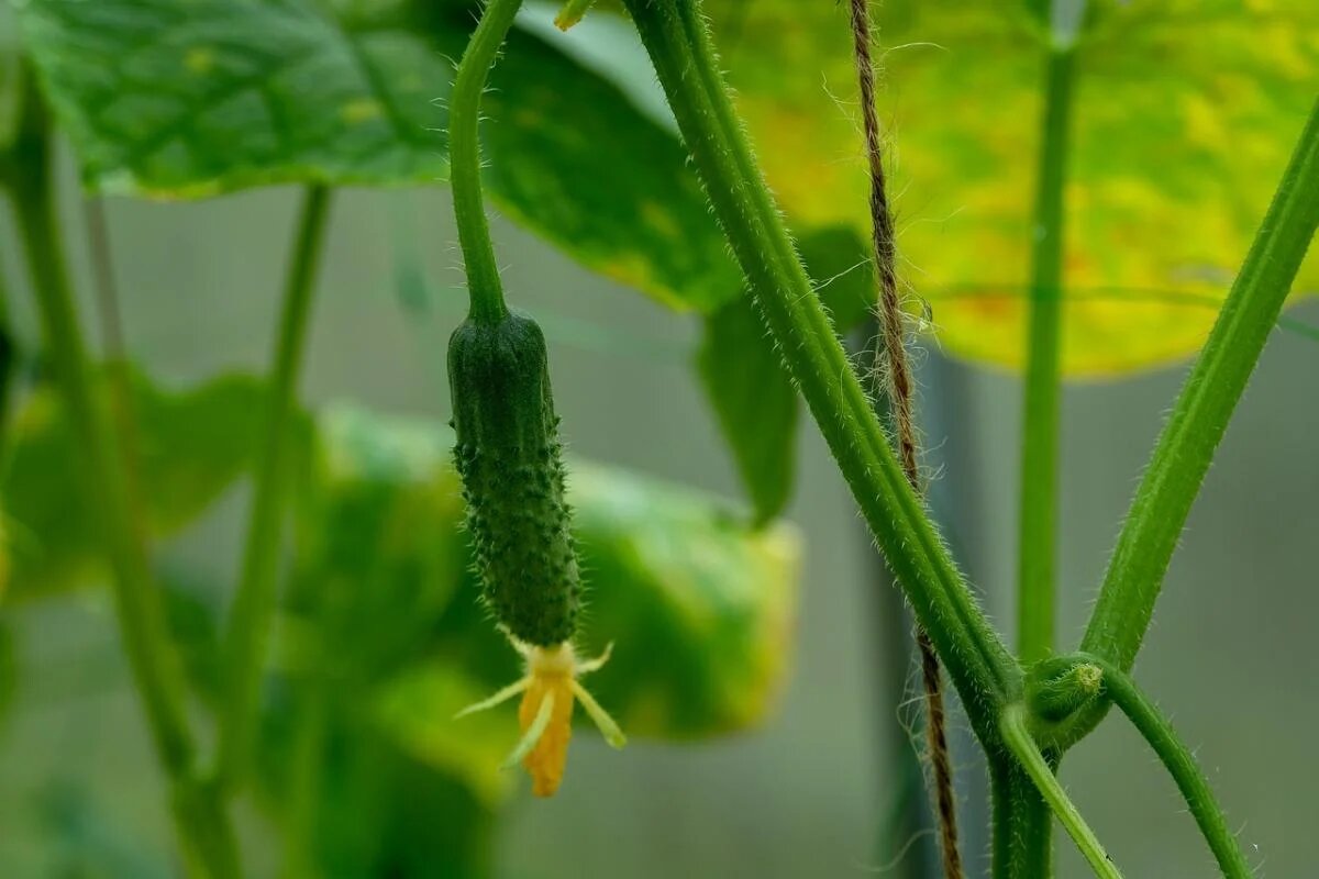 Как сделать ваш огород изобильным: секреты успешной подкормки огурцов