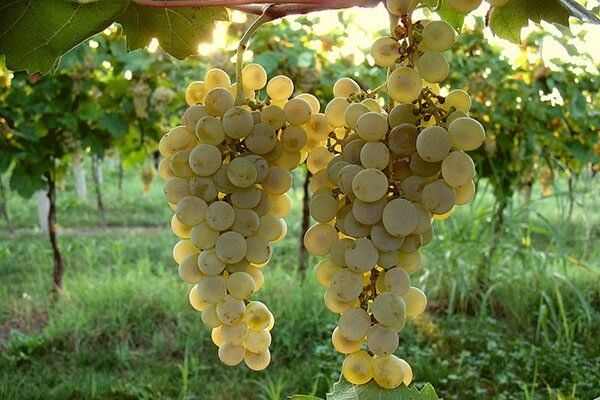 �������� �����: �������������� ���� � �������� � ����������� ����������