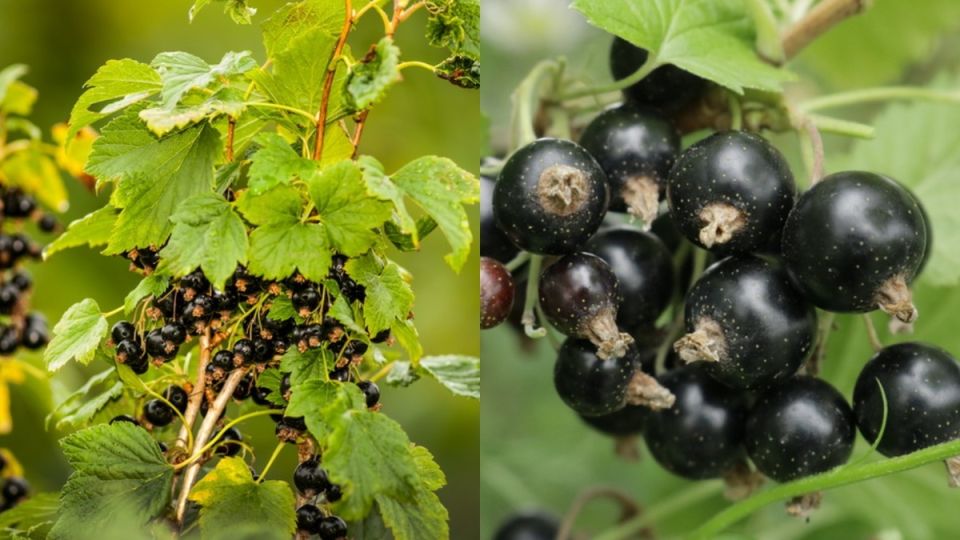 ��� �������� ������ � ����� �� ������ ���������� � ��������� ������ �����