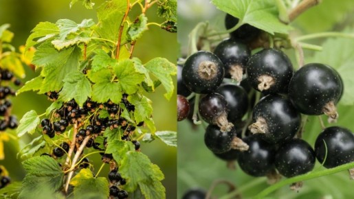 ��� �������� ������ � ����� �� ������ ���������� � ��������� ������ �����