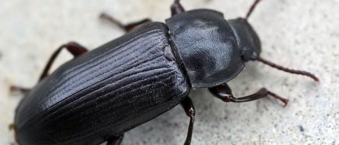 ����������� ������ ������ � �������-�����������