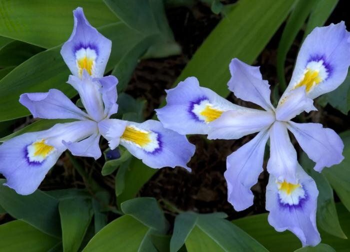 ��� ������� ��� ������������� � ������� ���������� ��������