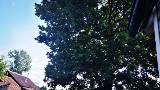 Натуральные методы борьбы с вредителями