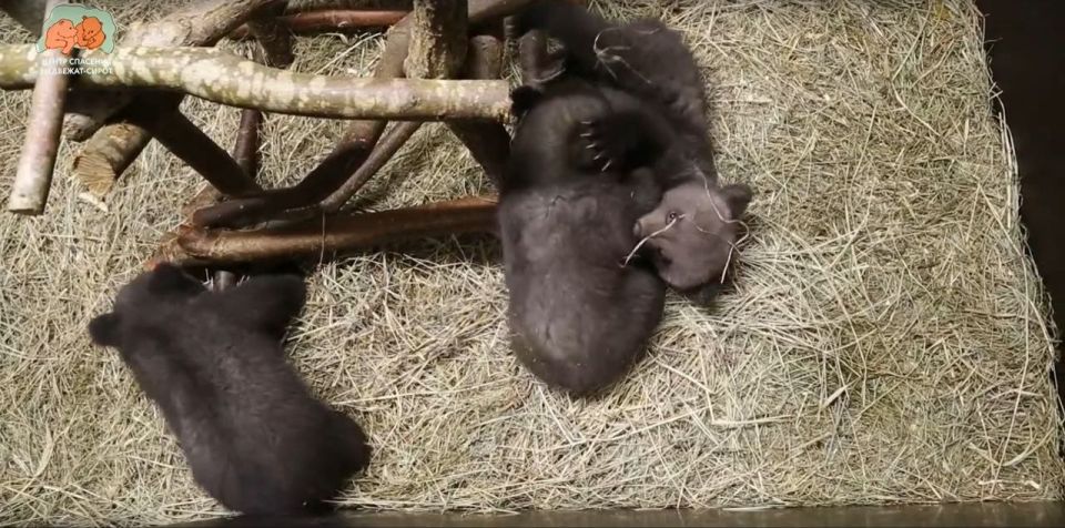 Спасённые в Удмуртии медвежата получили «сладкие» имена, сообщает Центр спасения медвежат-сирот в Тверской области