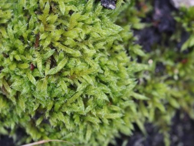 ������ ��� ����� �������: ��� ��� ����� ��������� ������ � �������