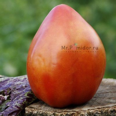 ����� ������� ���� ������: ��������� � ��������