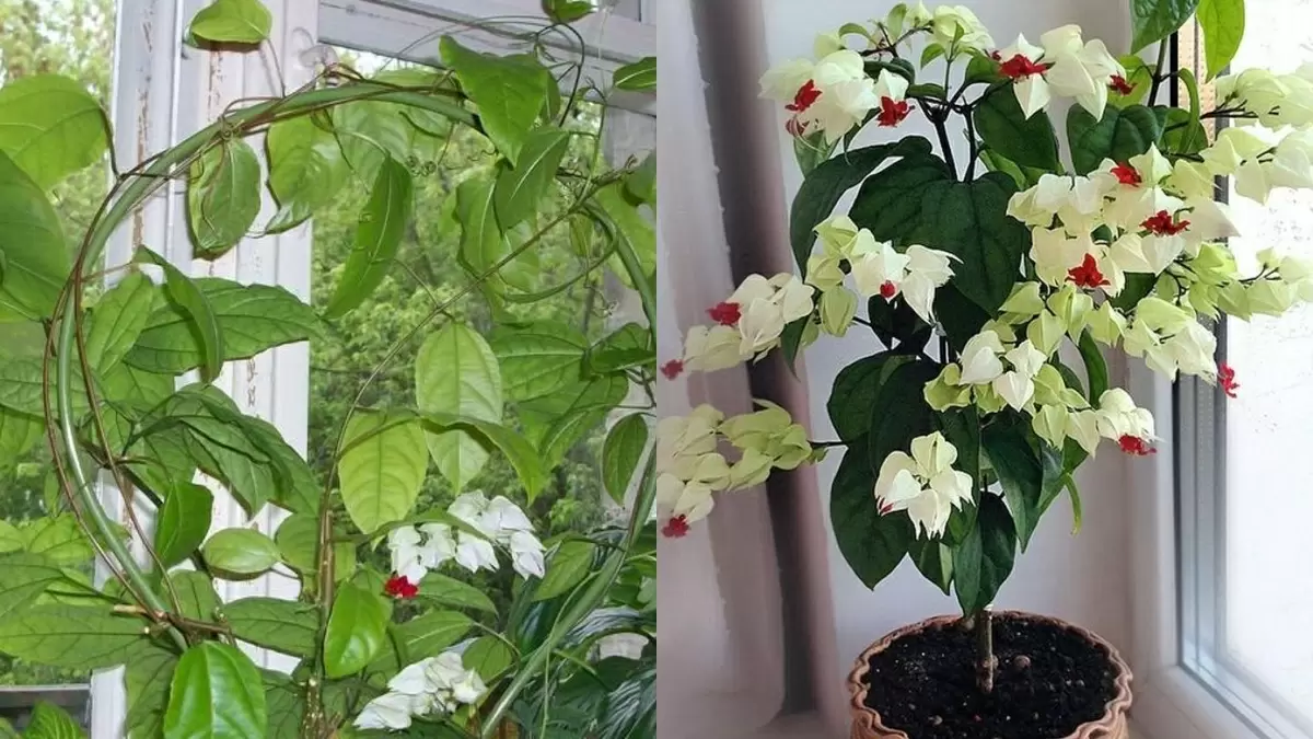 Как преобразовать клеродендрюм: секреты ухода и стрижки для пышного цветения