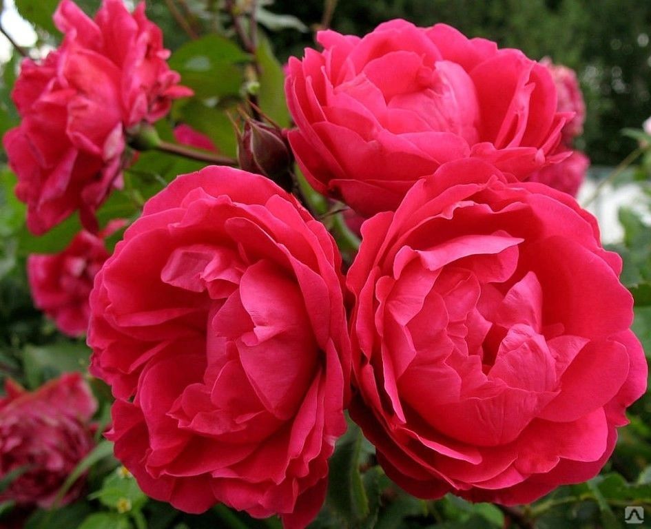 ������ ������ ��� �� ������������: ������ �� ����� �� �������� ����������