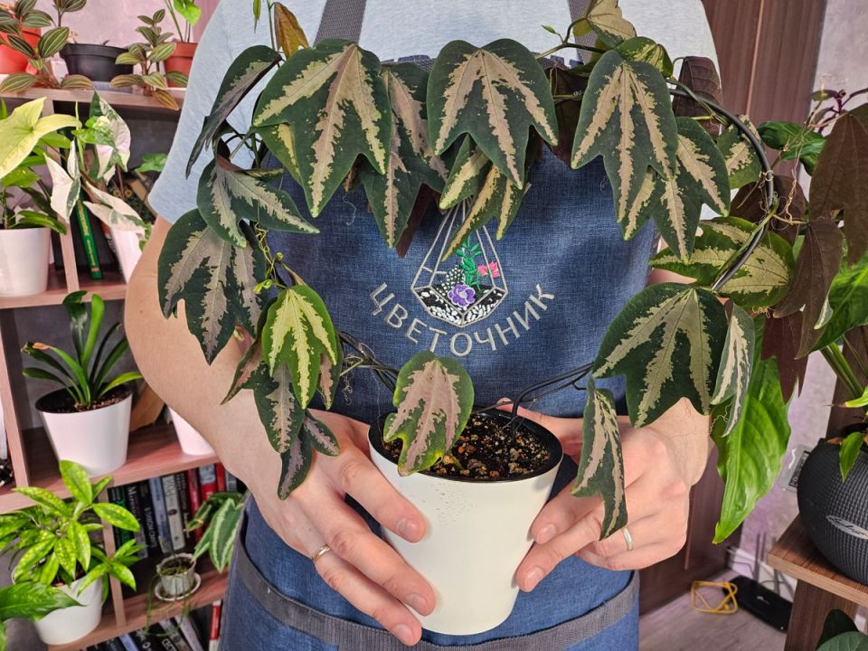 ���������� �������� ��������: ��� ���� ������ �����