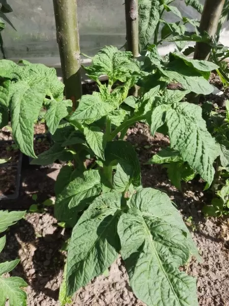 Штамбовые томаты живут компактно и дают ранний урожай без лишних подвязок