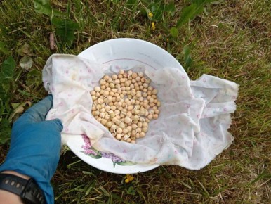 Насколько быстро взойдёт горох: секреты успешного посева