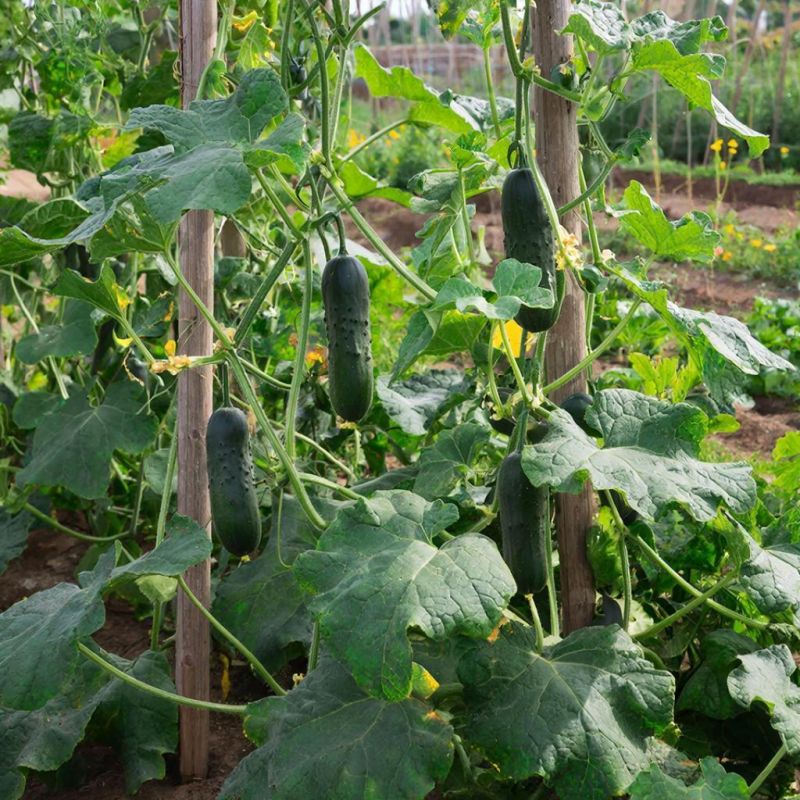 ������� ��������� ������ �������: ��� ��� ���������� �����