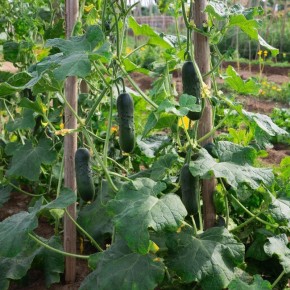 ������� ��������� ������ �������: ��� ��� ���������� �����