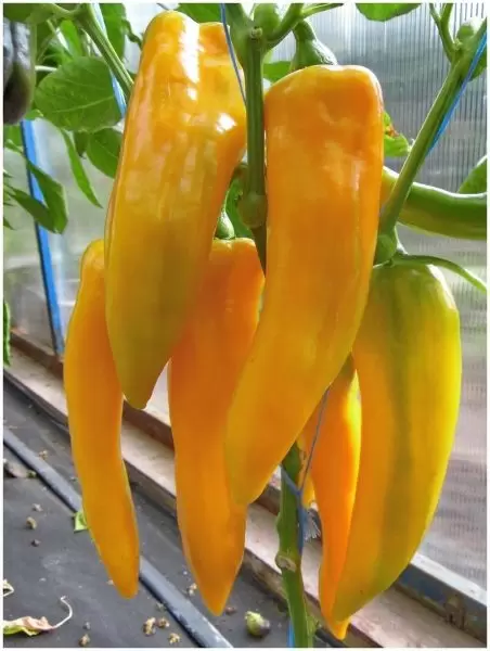 Перец Ариэль: как добиться сладкого урожая в теплице