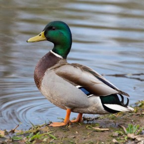 В заказник «Салинский» в Удмуртии вернулись первые утки-кряквы