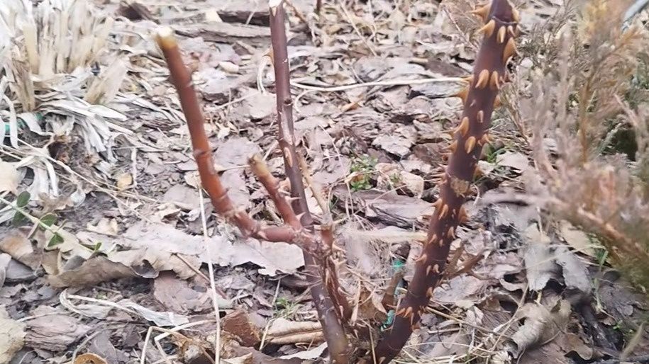 ������ ����� �� ������������� ��� ���: ������� � ���������� ��� ���� � ���������