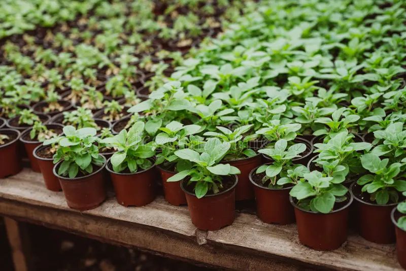 ������ ��� ����������� �������: ��� �������� ������ �� 50% ������