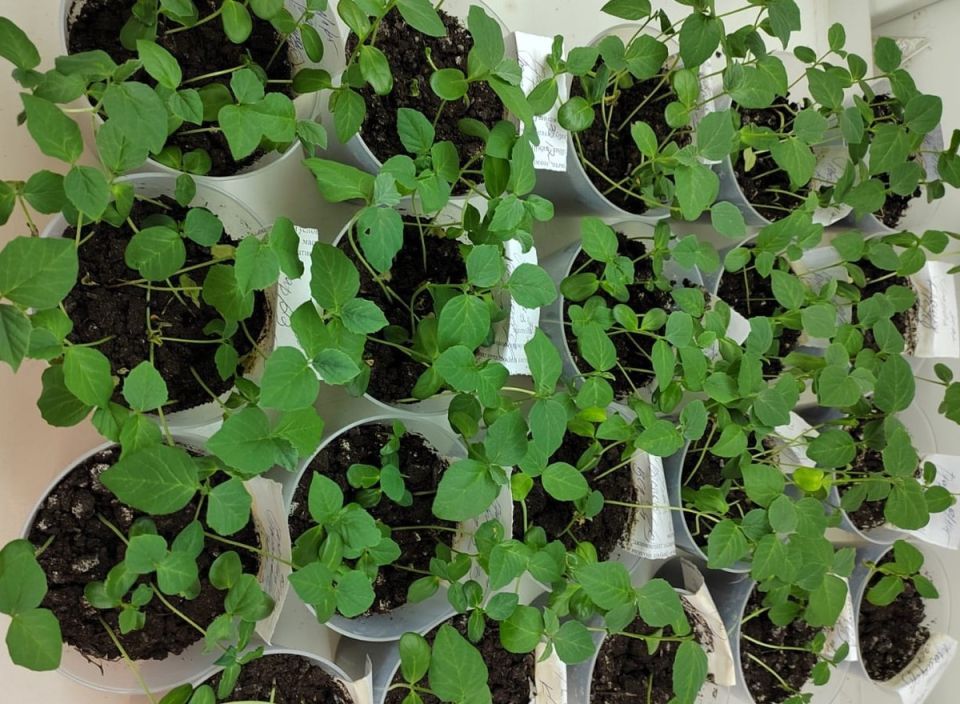 ��������� ����� � �������� ������: ����������� � ���������� ������