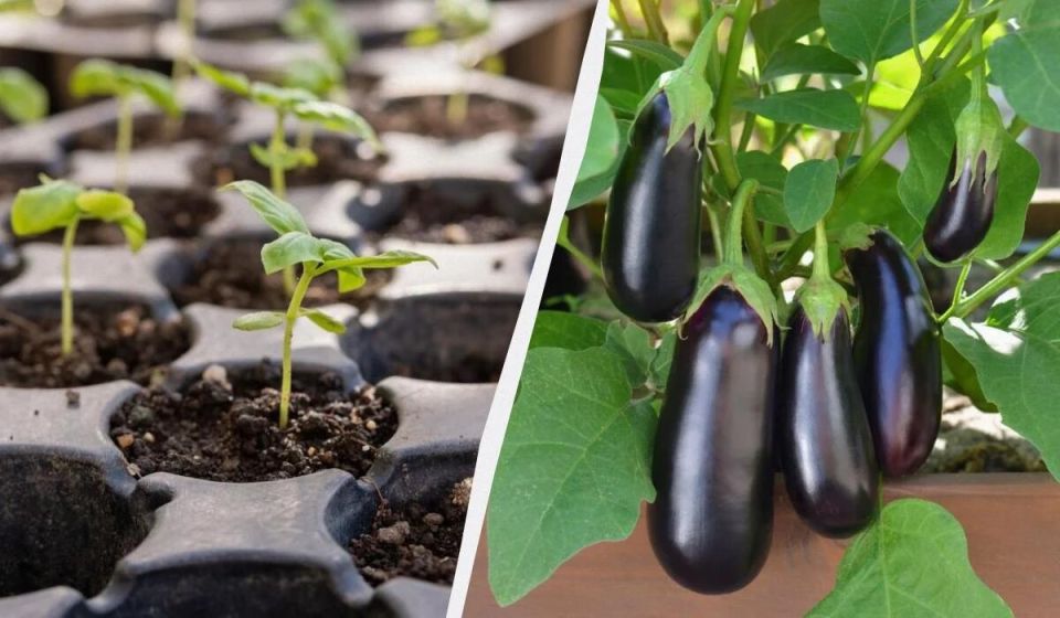 ����� ����� ���������: ������� ��������� ����� �� ������� ���������