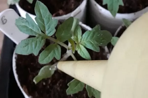 Почему рассада гибнет? Исследуем основные причины и пути спасения.