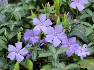 �������� ��� ��� �����: ������ ����������� �������� ��� �������� ������� ������ ����