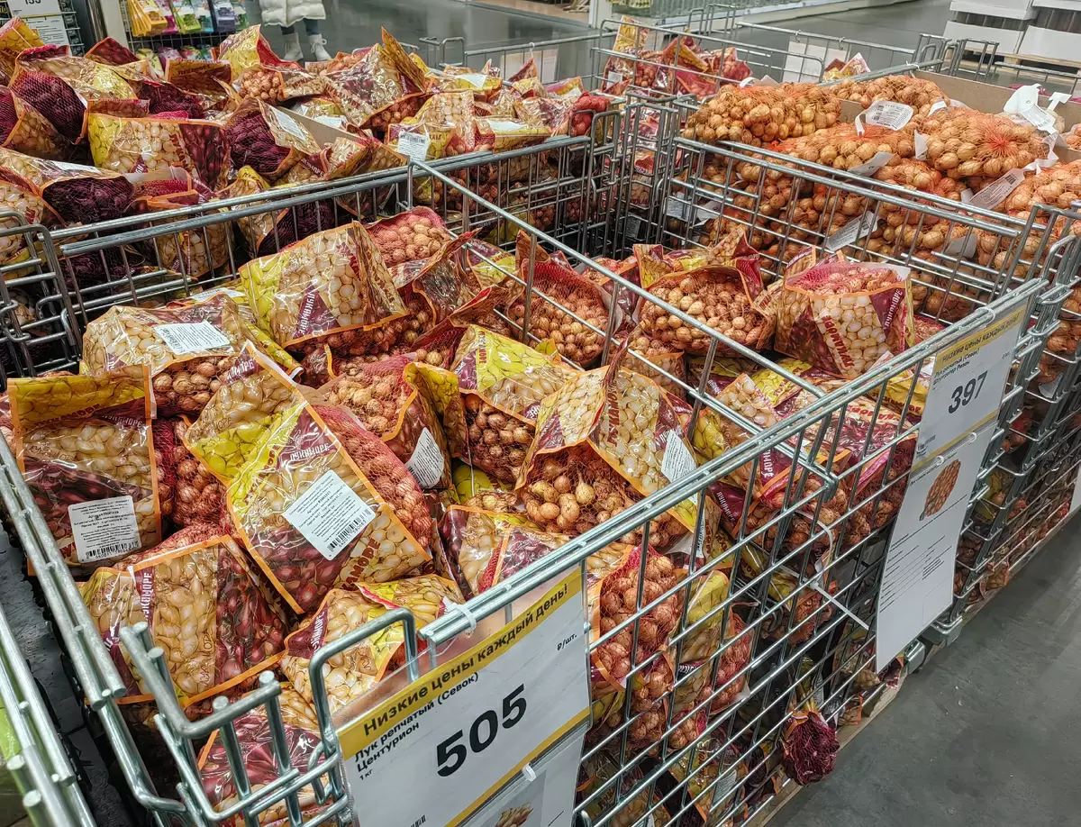 Как сохранить лук без проблем: секреты хранения севка до посадки