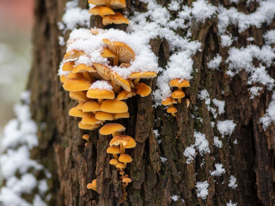 ������ ���� ������: ����� ��������� ���� ����� ����� ��� ������