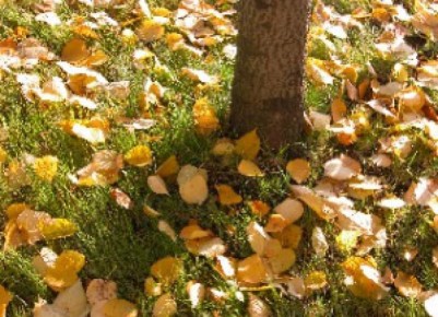 ��� ������� ������ ����� ����������� ��� ���: �������� ������ ��� ��������