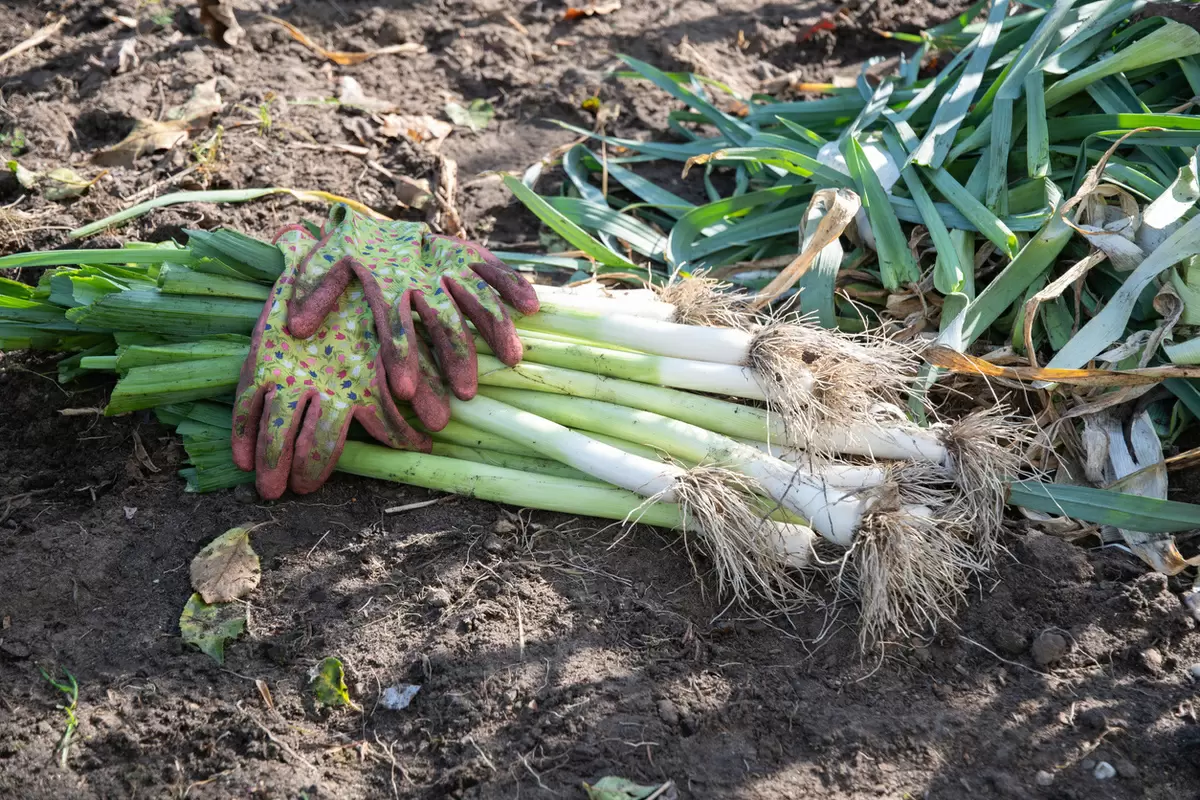 Выращивание лука-порея: секреты успешного ухода и высадки
