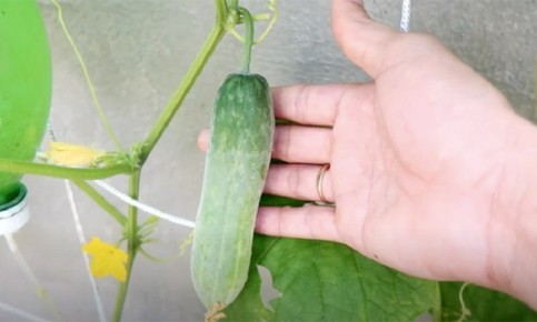 Свежие огурцы круглый год: секреты выращивания на подоконнике
