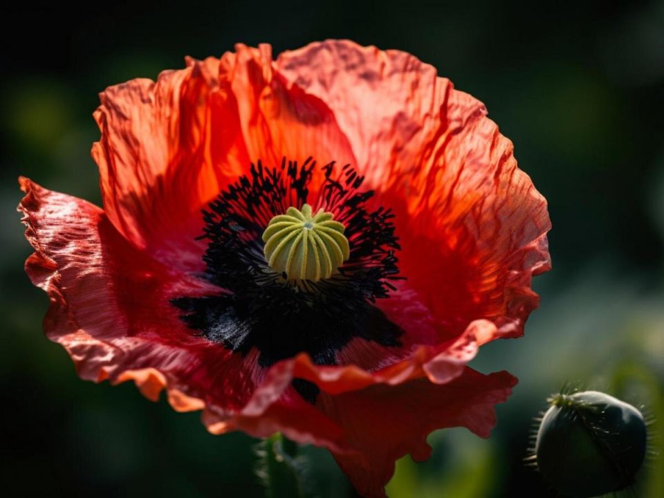 ����������� ����: ����������� ������ � ������ ��� ���������