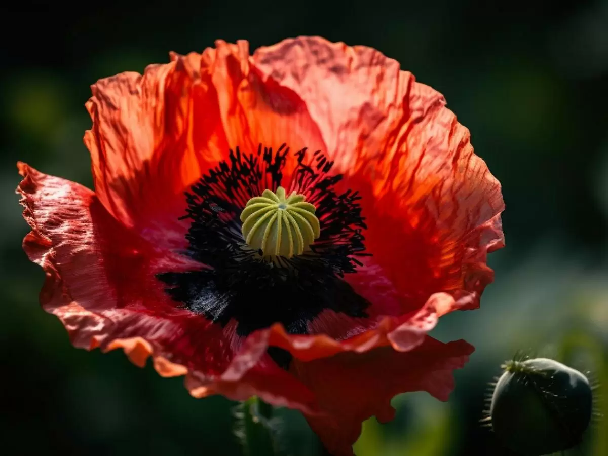 Выращивание мака: юридические нюансы и советы для садоводов