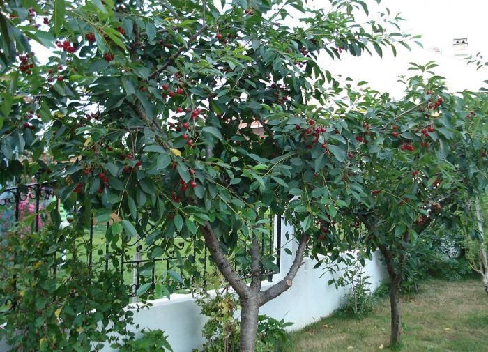 ������� �������� �������� ����: ��� ������, ����� ��������� ������