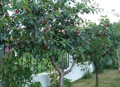 Причины опадания вишневых ягод: что делать, чтобы сохранить урожай