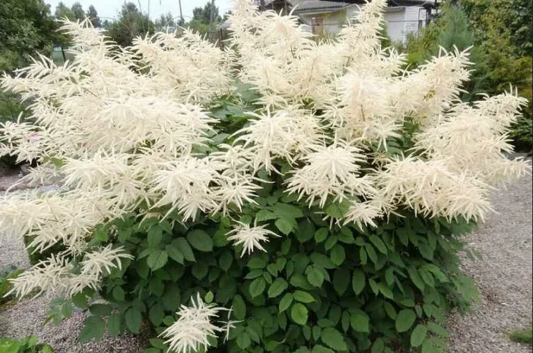 ��� �������� ���������� ��� �������� ���: ������ �� ����� � ���������