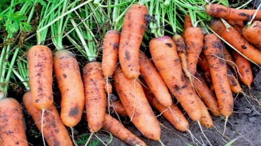Как правильно подкармливать морковь в июле для отличного урожая