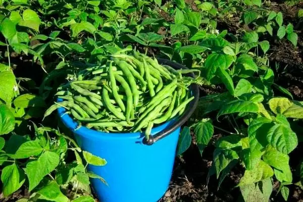 Фасоль Сакса без волокна: идеальный выбор для вашего огорода