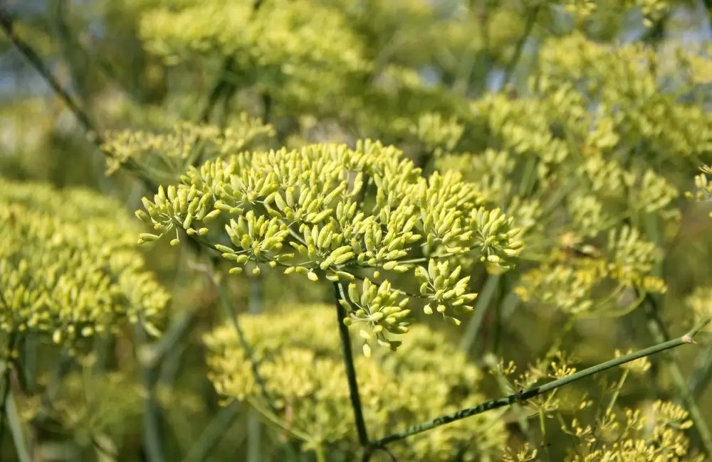 Анис в огороде: секреты популярной пряности для здоровья и кулинарии